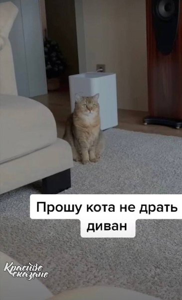 . Кажется с воспитанием кота она не справилась