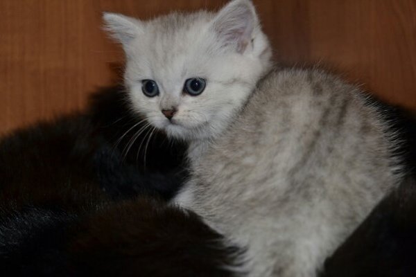 ������ ���������� ����������� ��������. - 2