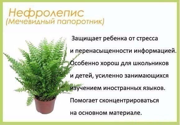 Комнатные растения и их польза для человека - 3