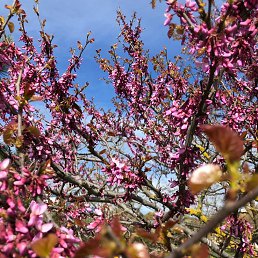 �������, ������ ��������