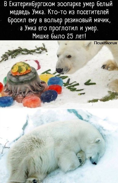 Когда же закроют уже все зоопарки, а животных отпустят на волю?