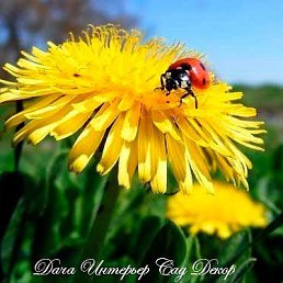 �������, ������