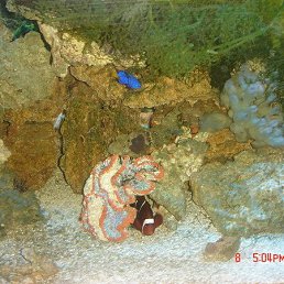 �������, �����������