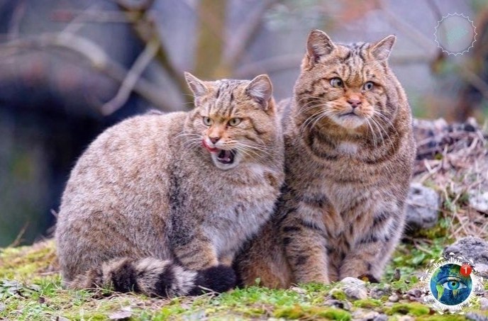  oo  a  apo, a oo  acoo cpo   oopo? ... - 2