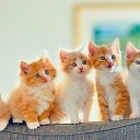 ���� ������, ������, 54 ���� - ��������� 1 ���� 2021 � ������ ���� ����������