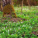 ����� �� ������� ���� ����������