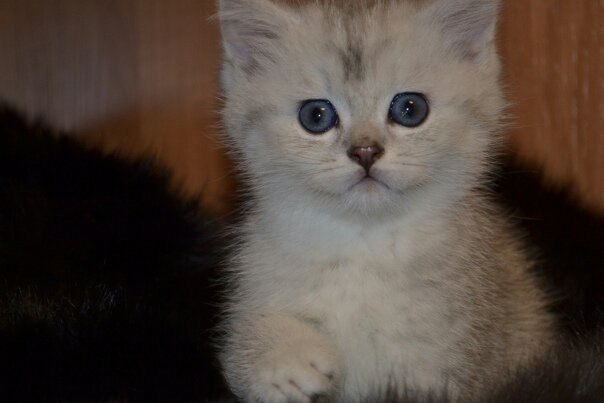 ������ ���������� ����������� ��������.