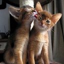 ���� Nukri, �������, 47 ��� - ��������� 21 ������ 2022 � ������ ���� ����������