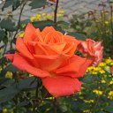 ���� ������, ����������, 59 ��� - ��������� 19 �������� 2021 � ������ ���� ����������