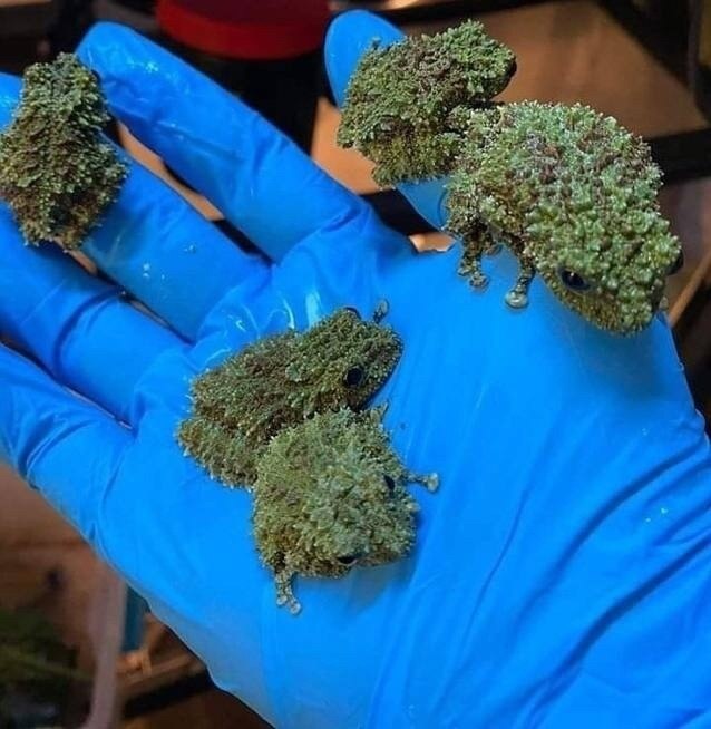   o!  Theloderma corticale ( ya)