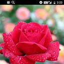 ���� ���, ����� - ��������� 15 ��� 2021