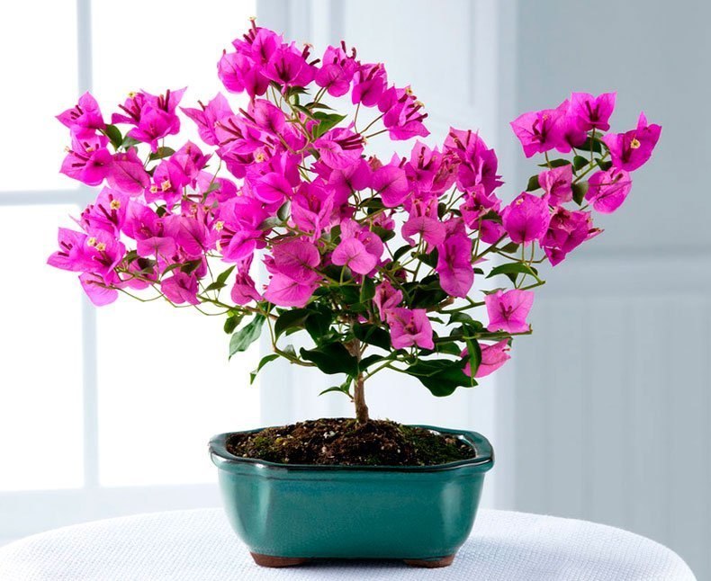 ����������� (Bougainvillea) �������� ��� �������� � ����� ���������� ������������ ������������� ��� ... - 2
