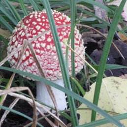 �������, ������, 72 ����