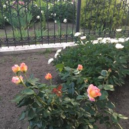 Svetlana, ������, 51 ���