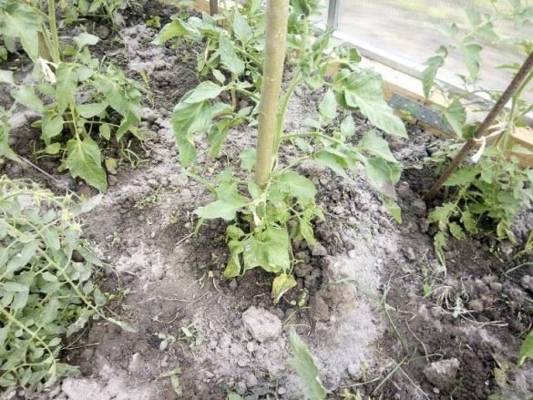 Применение золы: удобрение и средство от вредителей. Зола представляет собой минеральный остаток, ...