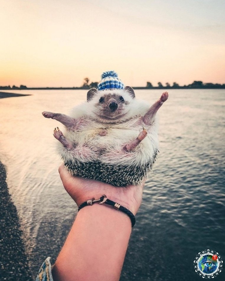 p pae oy, o e pa. - 4