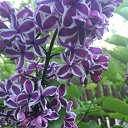 ���� Svetlana, ����� - ��������� 23 �������� 2021