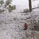 ���� ��������, Kouvola, 78 ��� - ��������� 19 ������� 2021 � ������ ������