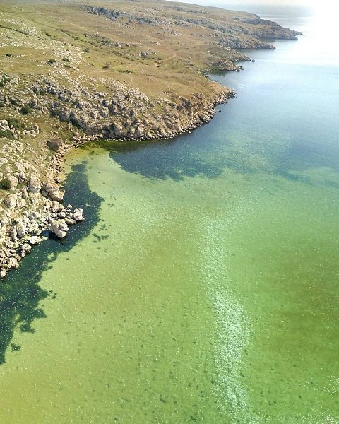 Крыму со стороны Азовского моря настоящее нашествие медуз. На фото скопление медуз у берегов мыса ... - 2