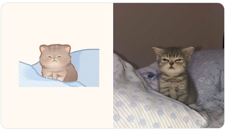 Мем с котом в лотке