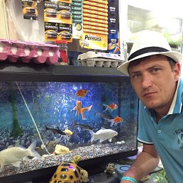 ������, ������������, 41 ���