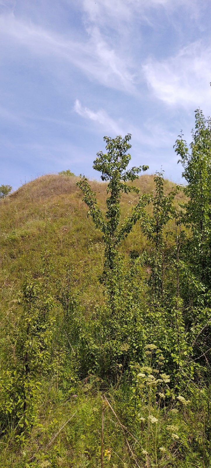      -.      - .  ... - 3