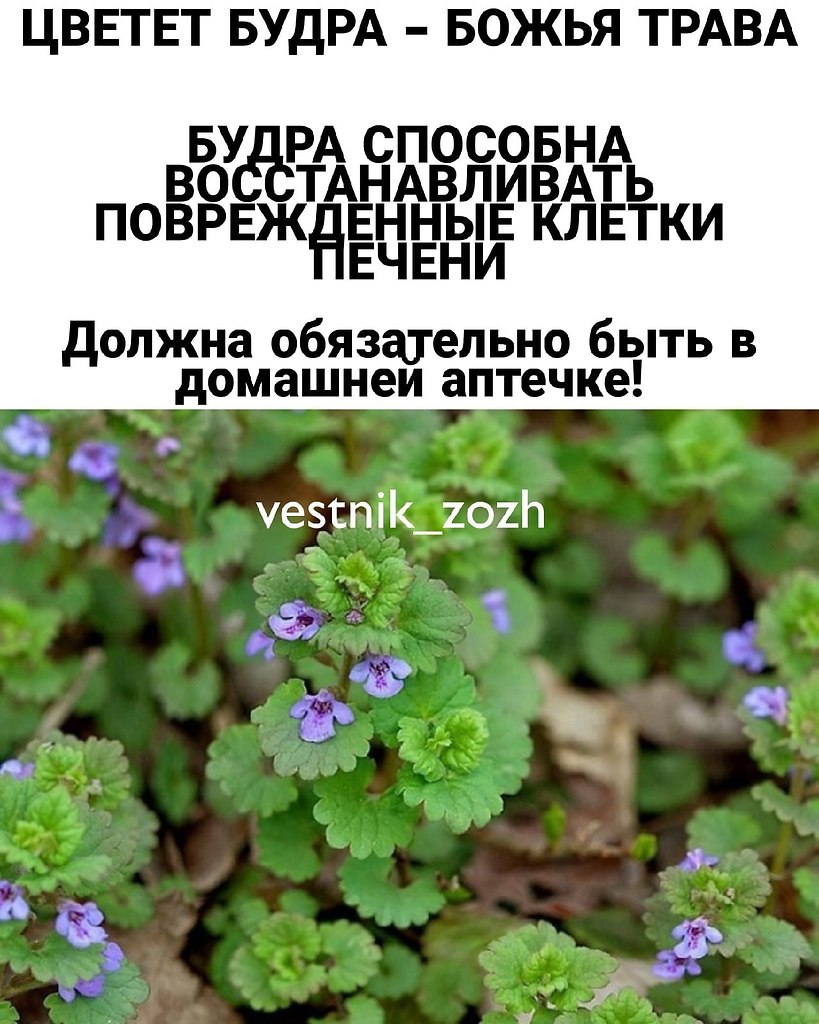 Божье дерево: описание растения, его лечебные известные свойства, противопоказания