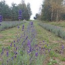  Marijan, , 61  -  3  2021    