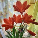 ���� Veranika, ����� - ��������� 3 �������� 2021 � ������ ���� ����������