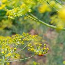 ���� ������, �������, 49 ��� - ��������� 11 ���� 2021 � ������ ���� ����������