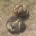 ���� ������, ������ �����, 45 ��� - ��������� 22 ���� 2021 � ������ ���� ����������