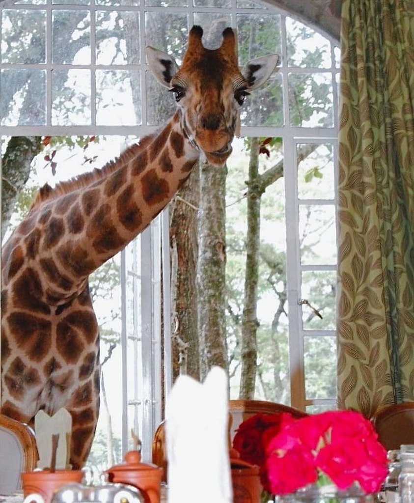   ,       ?     - GIRAFFE MANOR 5 ...