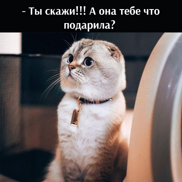 - Барсик, и что ты подарил своей Мурке на Новый год? - Шубу. - Ты скажи!!! А она тебе что подарила? ... - 3