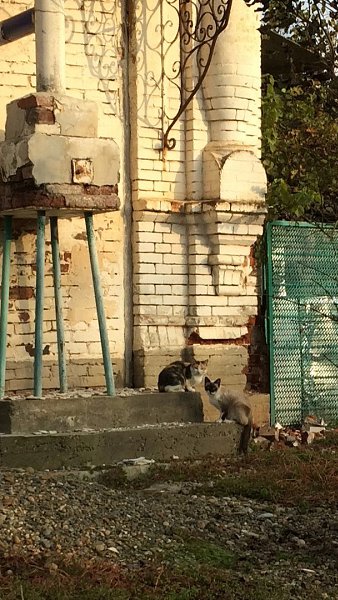 Всегда когда приезжаю в станицу где жил мой прадед ,прабабушка,где родина моей бабушки,мамы ... - 5