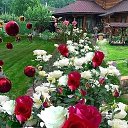 ���� Miko, ���������, 42 ���� - ��������� 9 ������� 2021 � ������ ���� ����������