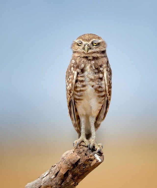       Comedy Wildlife Photography Awards! - 3