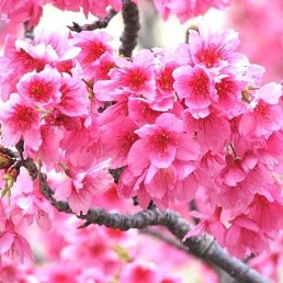 ����, �����������, 35 ���