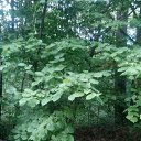 ���� Haver Santa, ���������� ����� - ��������� 28 ���� 2021 � ������ �:)�