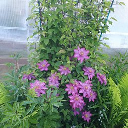 ���� Svetlana, ����� - ��������� 23 �������� 2021