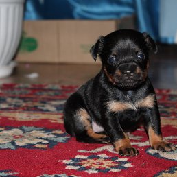 ����������, ���������, 33 ����