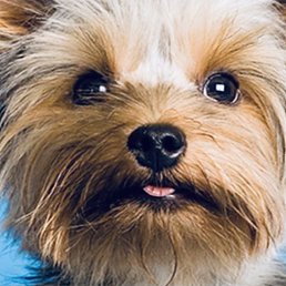 ���������, ���������, 36 ���