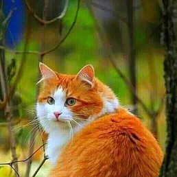 �������, ��������, 42 ����