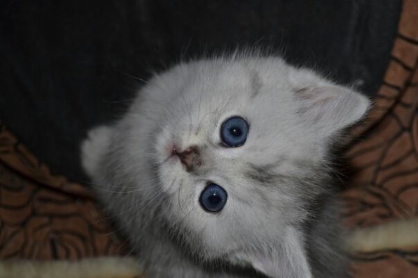 ������ ���������� ����������� ��������. - 3