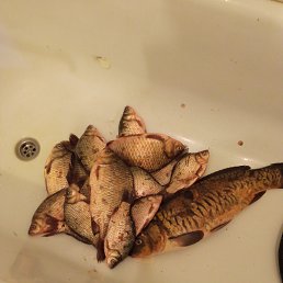 ����, ������