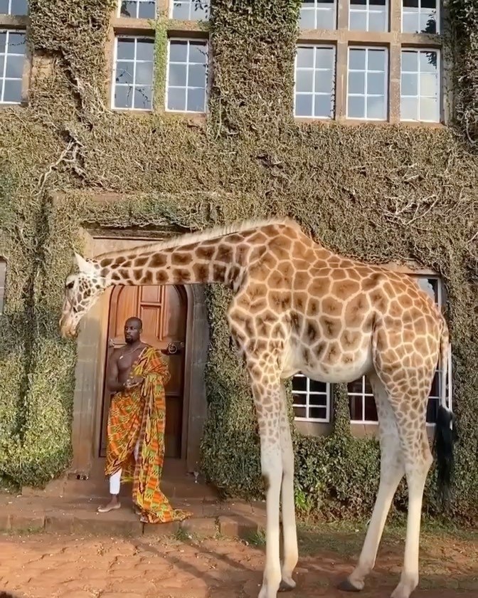   ,       ?     - GIRAFFE MANOR 5 ... - 6