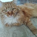 ���� ������, �������, 37 ��� - ��������� 3 ������ 2021 � ������ ������ ��������