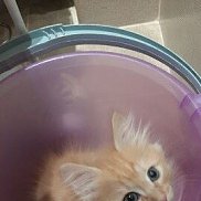 ����������, 36 ���, �����-���������