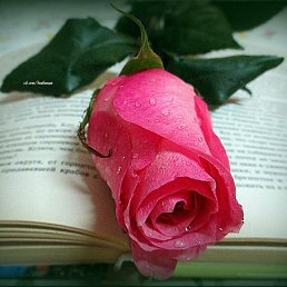 ���� �����, ������� - ��������� 31 ��� 2021