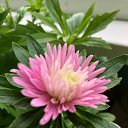 ���� Irin@, ��������� - ��������� 16 ������� 2021 � ������ �2021�