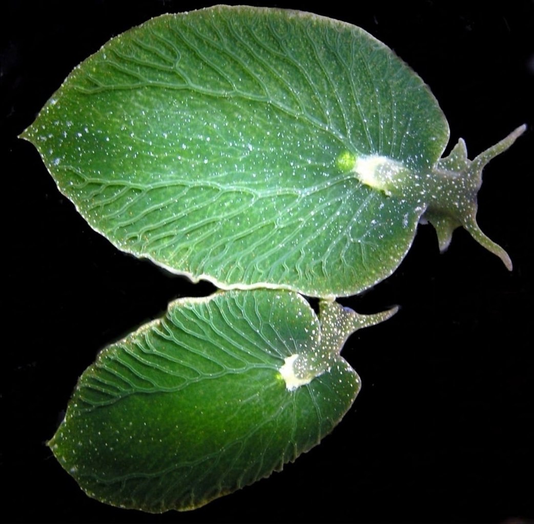 Elysia chlorotica   ,  .  ...